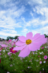 コスモス畑＠佐世保市展海峰