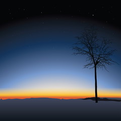 Naklejka na ściany i meble tree on sunset background