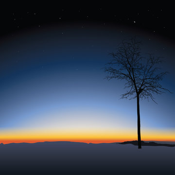 tree on sunset background