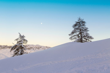 Two fir alone in winter landscape