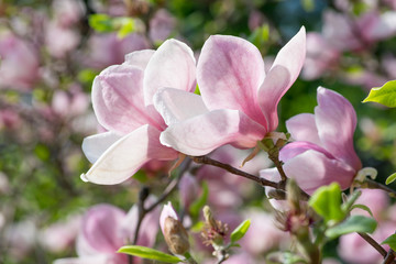 Magnolia flowers