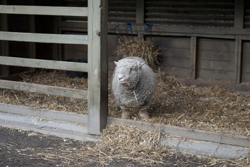 Babydoll Lamb in its stall