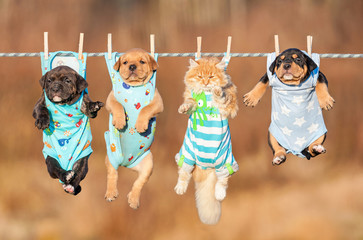 Funny group of american staffordshire terrier puppies with little red cat hanging on a clothesline  © Rita Kochmarjova