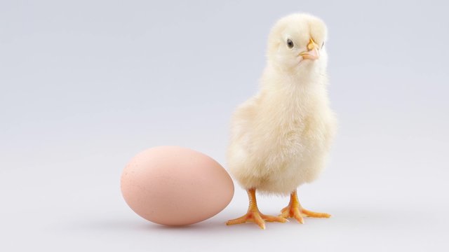 Cute newborn little chicken and egg