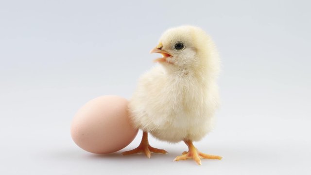 Newborn pretty little chicken screaming near egg