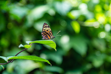 Black and Orange Butterfly Looking