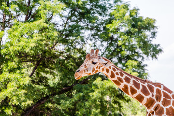 Giraffe Against Trees