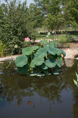Fototapeta premium Huge Lily Plant in Pond
