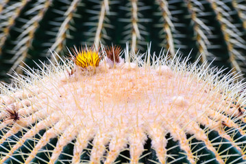 Closeup of beautiful cactus flower.