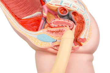 Sexual human intercourse penis and vagina model