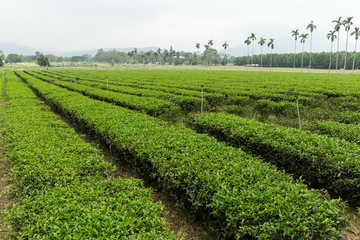 Fototapeta na wymiar Green tea plantation in TaiWan