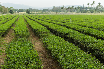 Fototapeta na wymiar Tea plantation in TaiWan