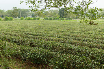 Fototapeta na wymiar Tea plantation farm