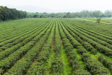 Fototapeta na wymiar Tea plantation fields
