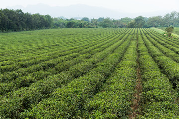 Fototapeta na wymiar Tea plantation farmland