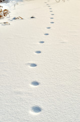  Tracks of an animal in snow   
