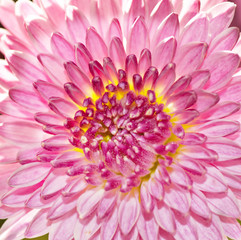 pink flower close up background