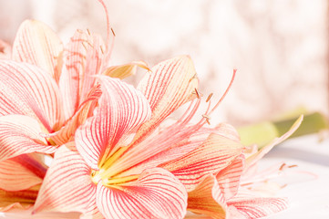 Lily flower closeup,the effect has been applied