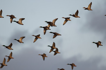 birds