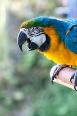 ルリコンゴウインコ