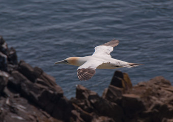 gannet flying over the cliffs at saltee island