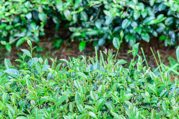 Freshness tea top in plantation.