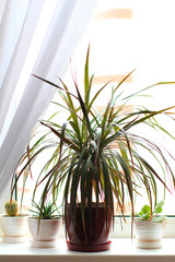 dracena or dracaena house plant on the window sill