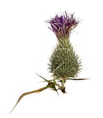 Thistle plant (Silybum marianum)