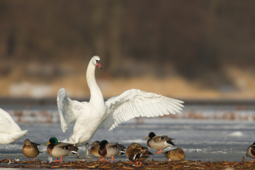 swan
