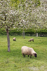 schafe auf frühlingswiese