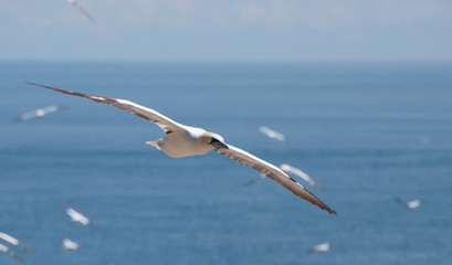 Gannet flying over the sea in the saltee island