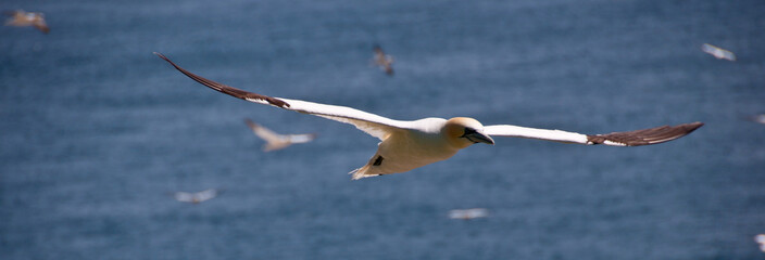 Gannet flying over the sea in the saltee island