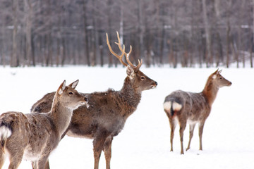 A large herd of Sika deer standing in the woods in winter.