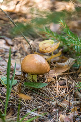Slippery Jack (Suillus luteus) - edible mushrooms grows in the forest
