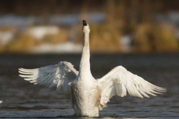 swan