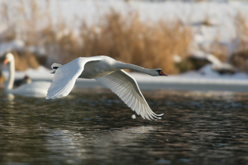 swan