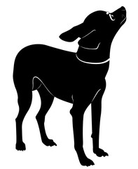 dog breed toy terrier