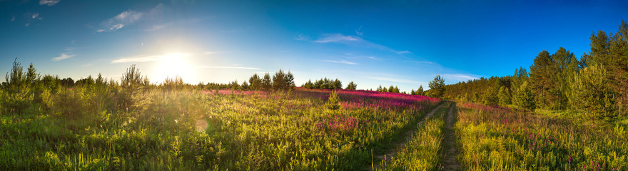 landscape panorama with the blossoming meadow, sunrise