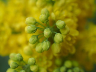 mahonia aquifolium oregon grape