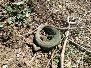 Lizard