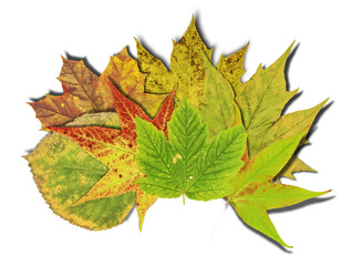 Autumn background with colored leaves isolated on white