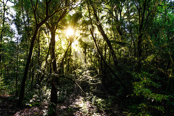 Rainforest with sunbeam at Doi Pha Hom Pok National Park in Chiang Mai, Thailand.