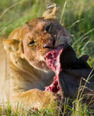 Lioness eating killed wildebeest. National Park. Kenya. Tanzania. Masai Mara. Serengeti. An excellent illustration.