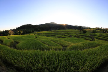Obraz premium rice terraces