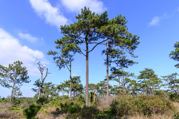 Pine forest with blue sky in sunny day.