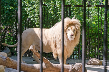 Naklejka premium Lion in a cage in Yalta zoo