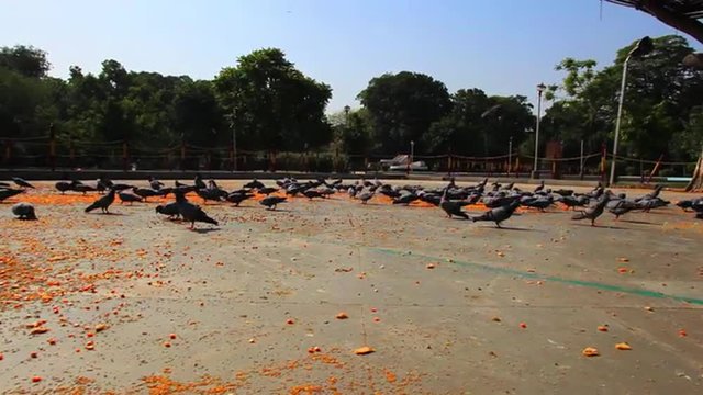 Shot of pigeons feeding, Company Bagh, Amritsar, Punjab, India