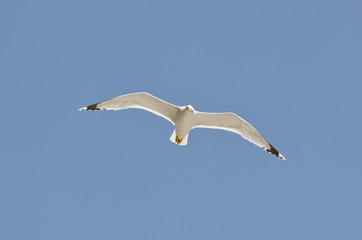 Seagull in flight against the sky