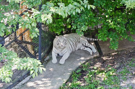 White Tiger In Caged  In Yalta Zoo