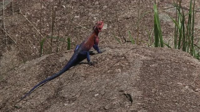 Mwanza Agama sunbathing on a rock